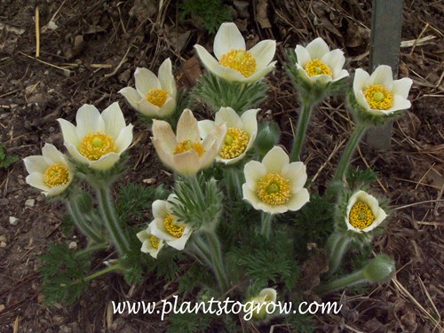 White Pasque Flower (Pulsatilla vulgaris alba)
(April 18)